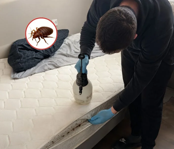 Technicien traitant un matelas contre les punaises de lit à Arpajon